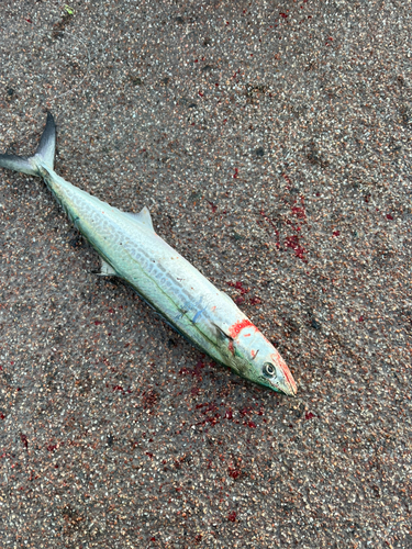 サゴシの釣果