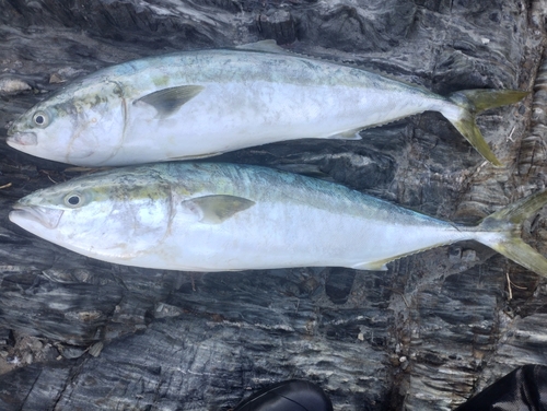 ヤズの釣果