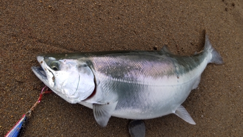 サクラマスの釣果