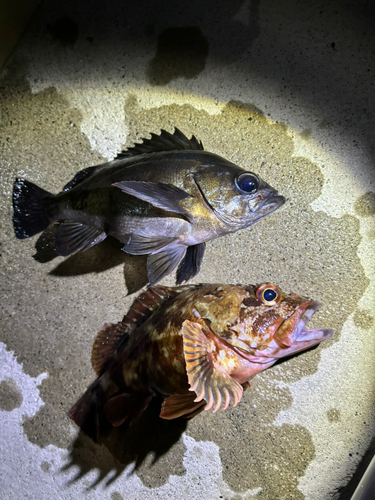 メバルの釣果