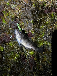 クロメバルの釣果