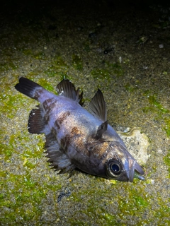 シロメバルの釣果