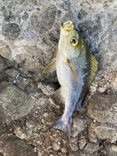 イサキの釣果