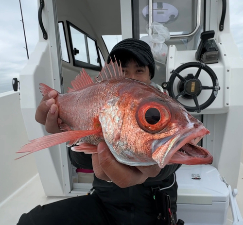 アカムツの釣果