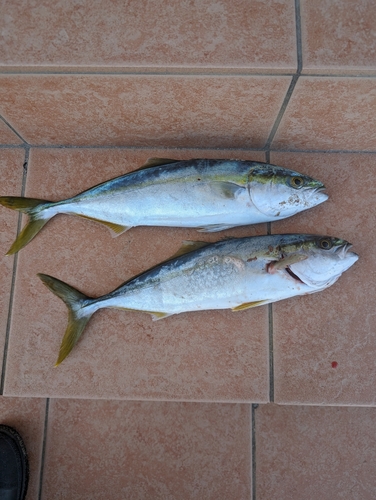 ハマチの釣果