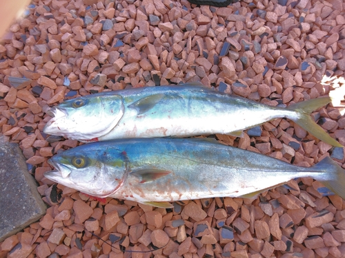 ハマチの釣果