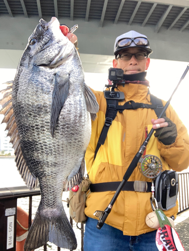 チヌの釣果