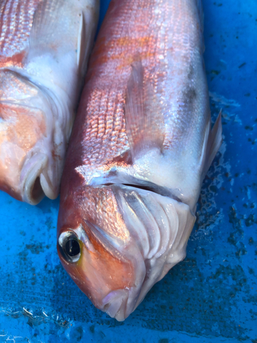 アマダイの釣果