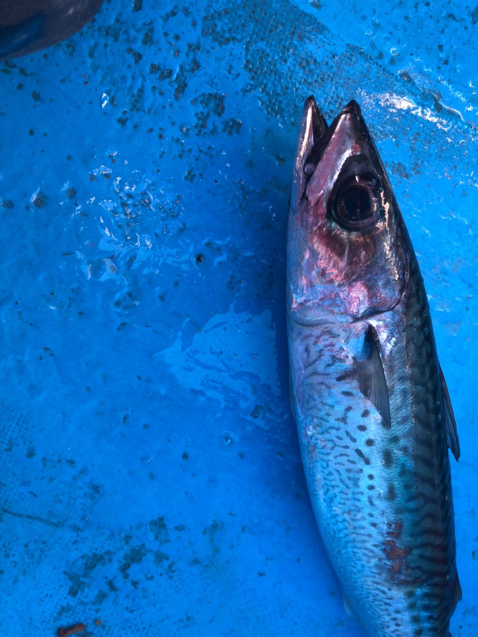 へなちょこ　釣り師さんの釣果 2枚目の画像