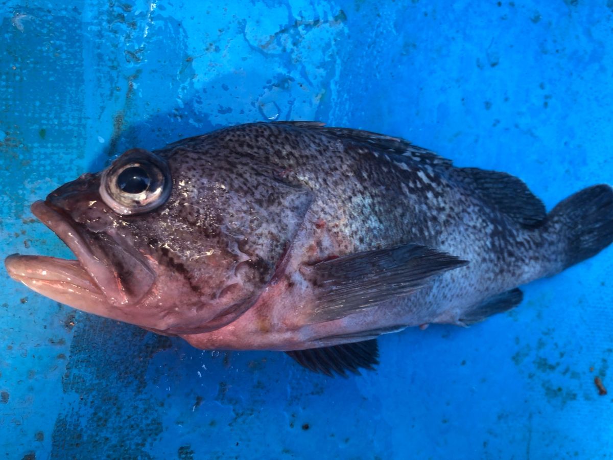 へなちょこ　釣り師さんの釣果 3枚目の画像