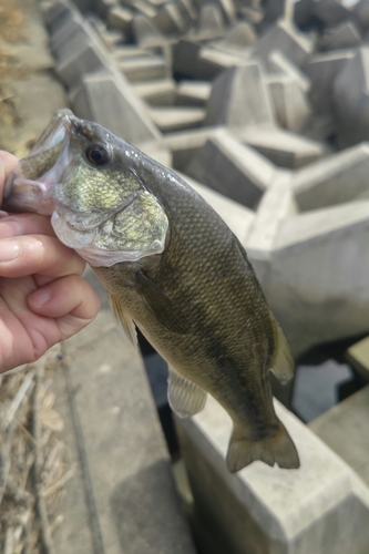 ラージマウスバスの釣果