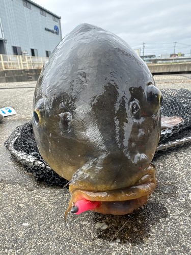 コイの釣果