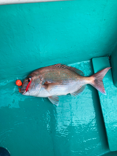 マダイの釣果