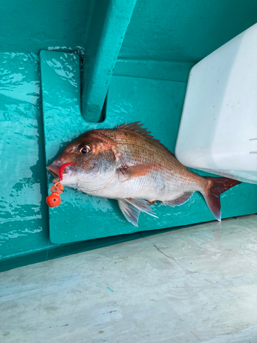 マダイの釣果