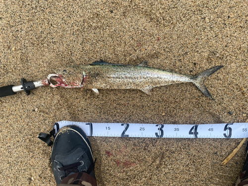 サゴシの釣果