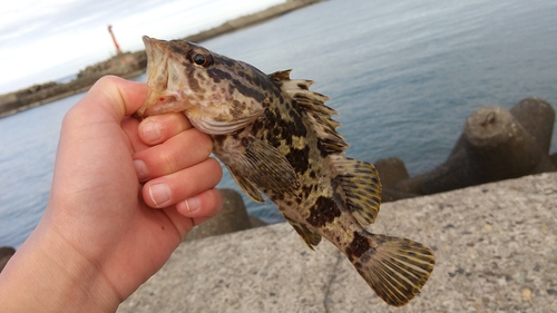 タケノコメバルの釣果