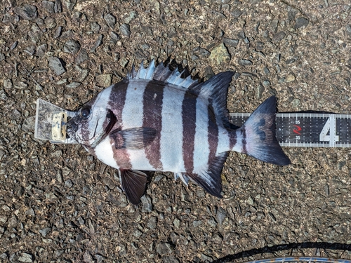 サンバソウの釣果