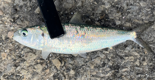 カタボシイワシの釣果