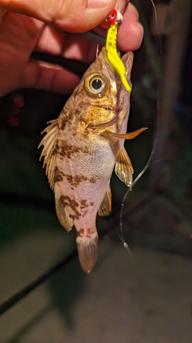 シロメバルの釣果