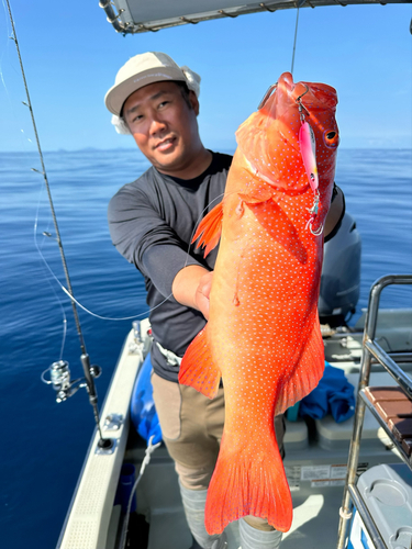 スジアラの釣果