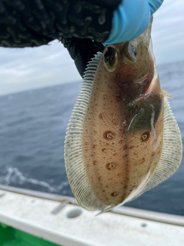 ムシガレイの釣果