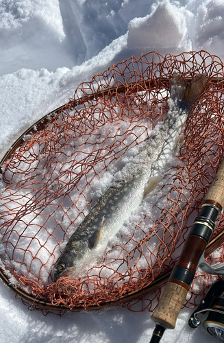 アメマスの釣果