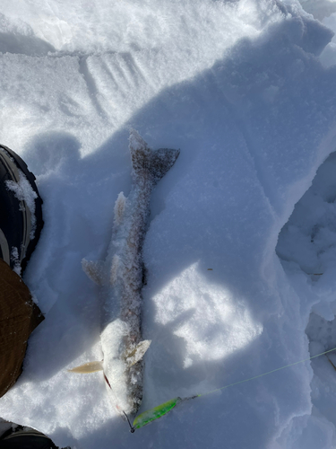 アメマスの釣果