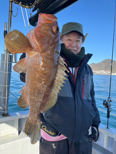 アコウの釣果