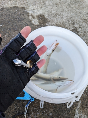 カマスの釣果