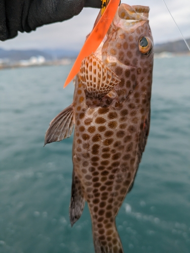 オオモンハタの釣果