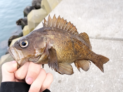 メバルの釣果