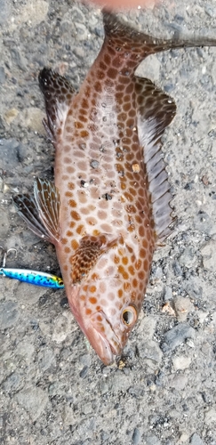 オオモンハタの釣果