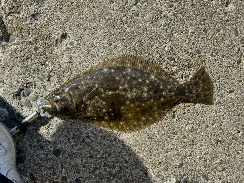 ヒラメの釣果