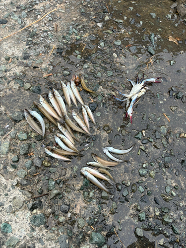 シロギスの釣果