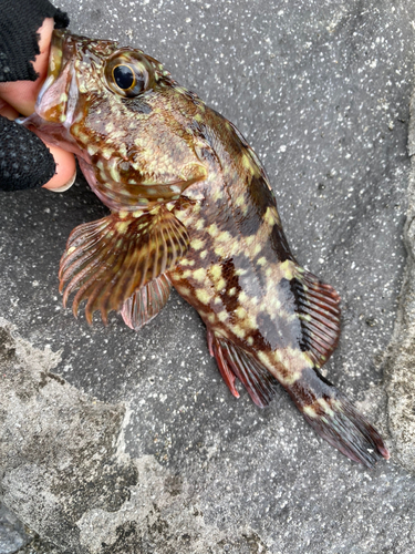 カサゴの釣果