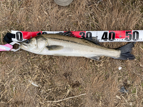 フッコ（マルスズキ）の釣果