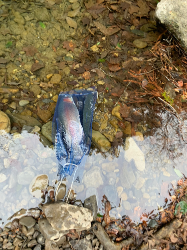 ニジマスの釣果