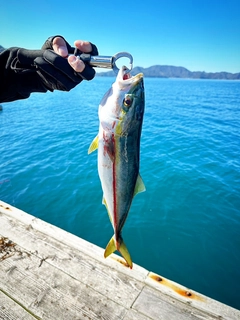 ヤズの釣果