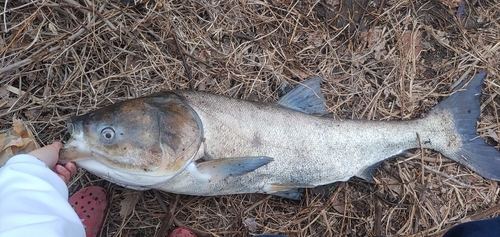 釣果