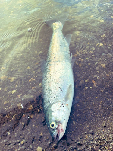 ニジマスの釣果