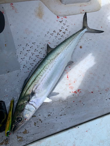 サゴシの釣果