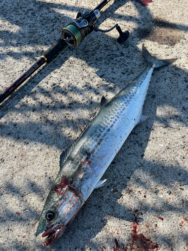 サゴシの釣果