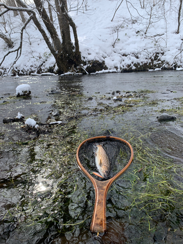 アメマスの釣果