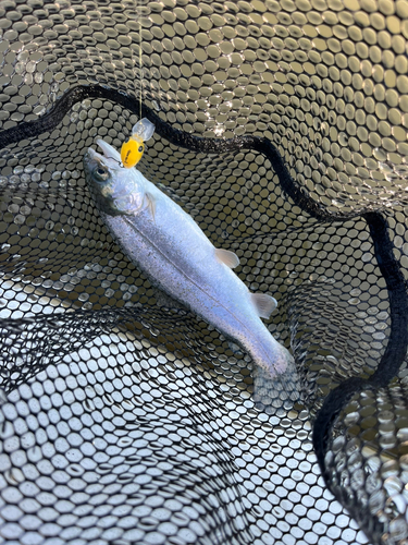 ニジマスの釣果