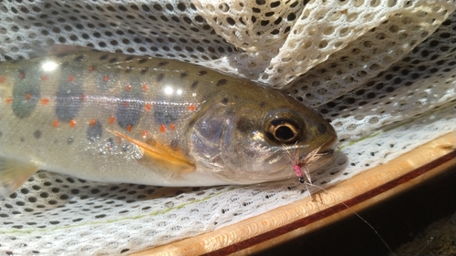 アマゴの釣果