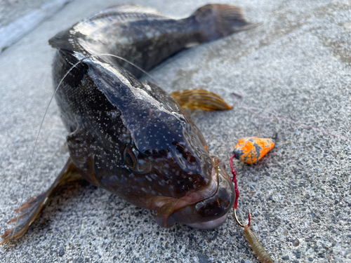 アイナメの釣果