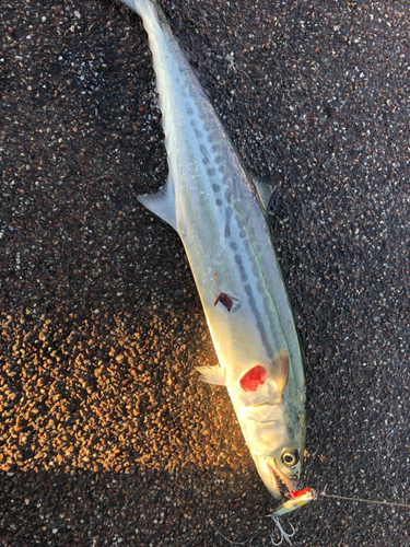 サゴシの釣果