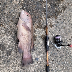 コブダイの釣果