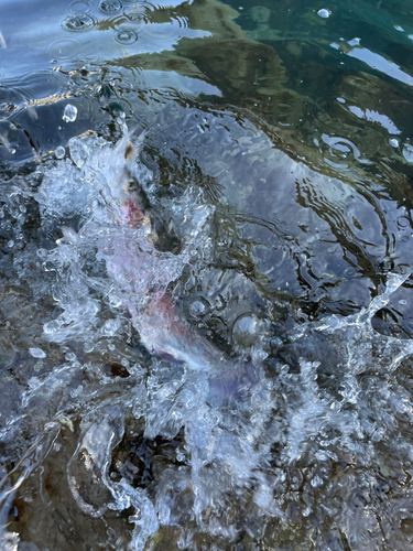 ニジマスの釣果