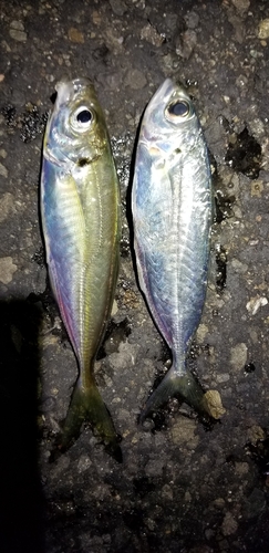 アジの釣果